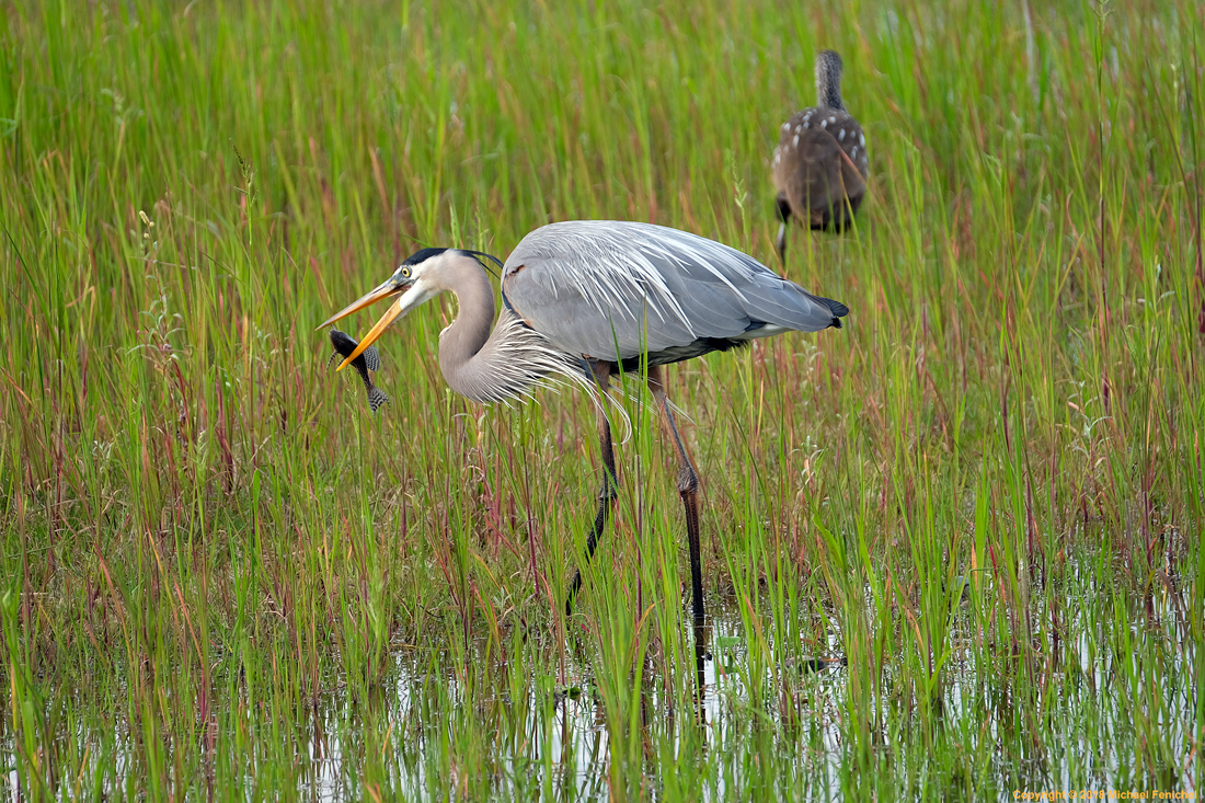 Great Blue Heron with Fish