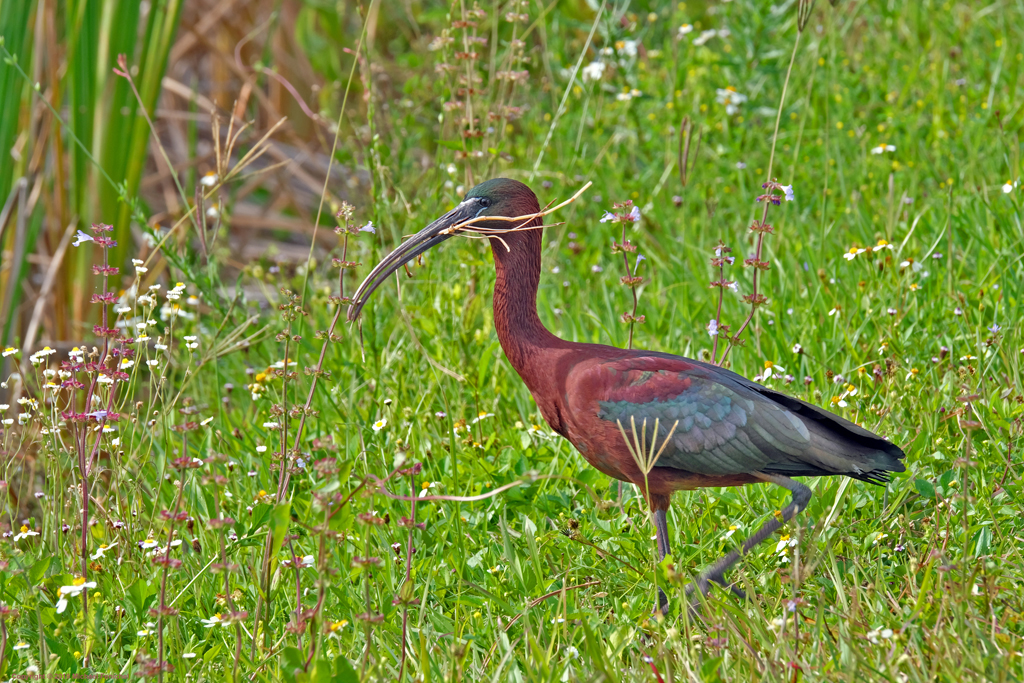 Glossy ibis with sticks