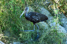 [Limpkins - Myakka and Circle Bar B]