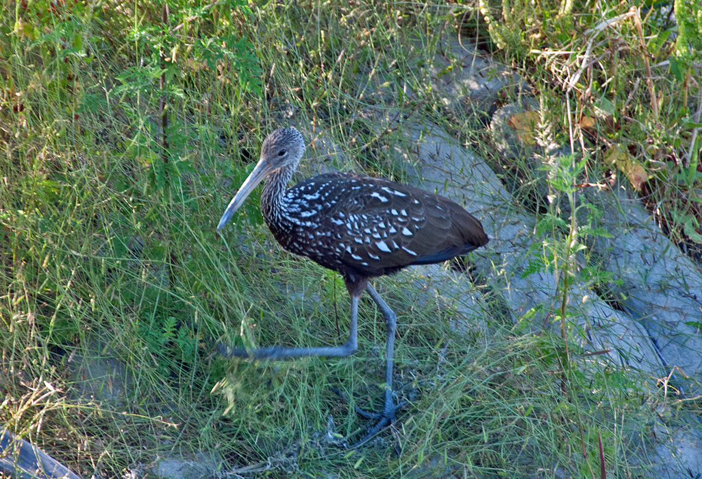 [Limpkin]