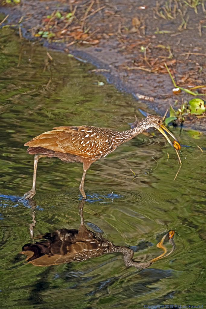 [Limpkin and Escargot Dinner]