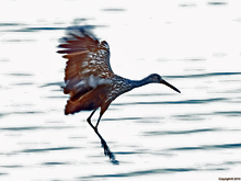 [Limpkin in Flight]