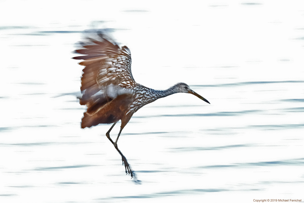 Limpkin in Flight