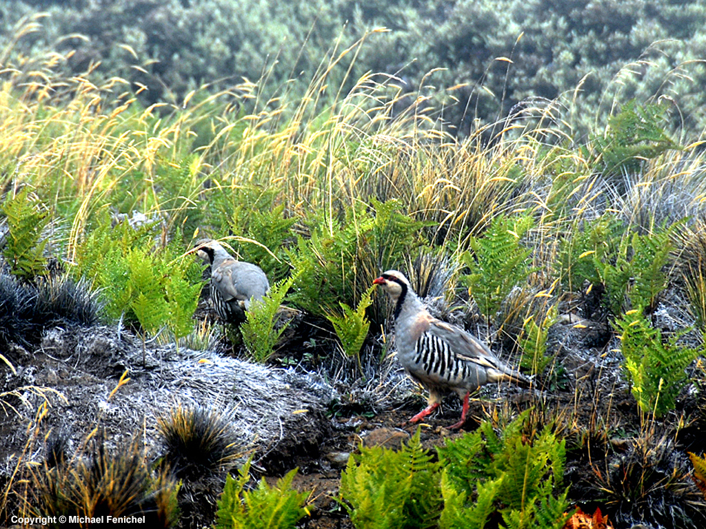 [Hawaiian Nene Goose]