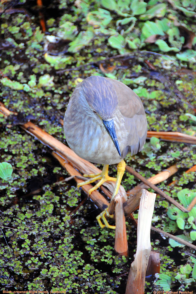 [Juvenile Black-crowned night heron]