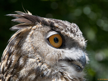 [Owl Eye]