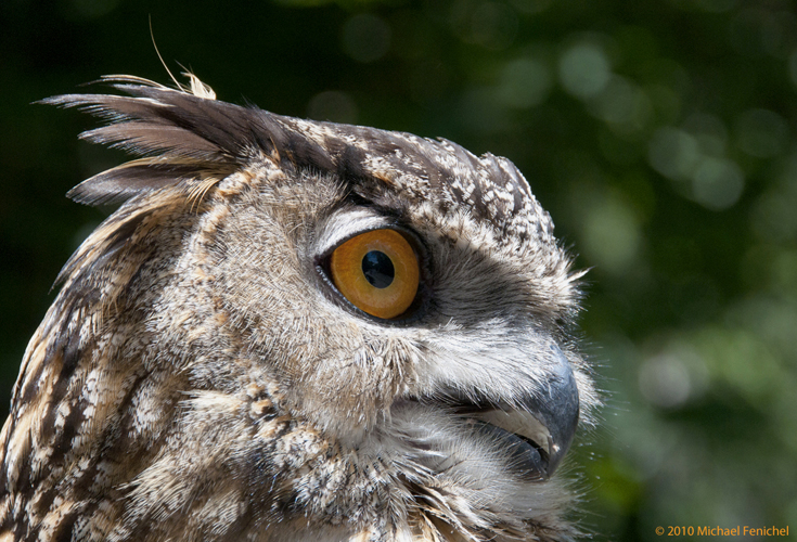 [Owl Eye]