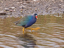 [Purple Gallinule]
