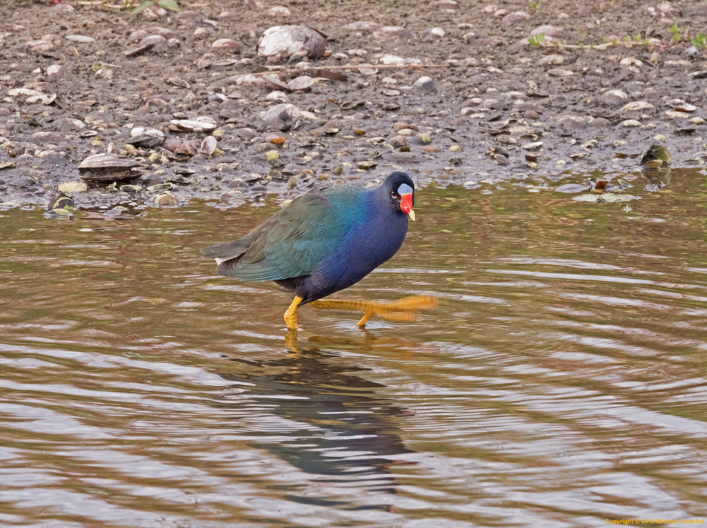 [Purple Gallinule]