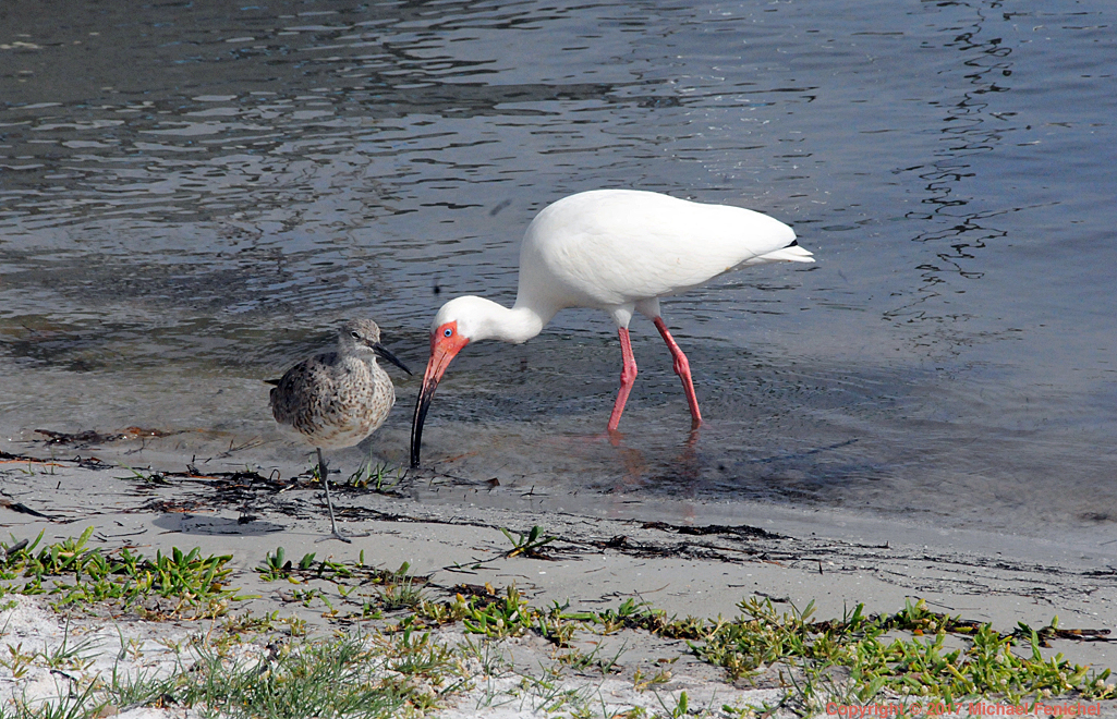 [Red Knot and White Ibis]