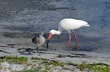 [Red Knot & White Ibis]