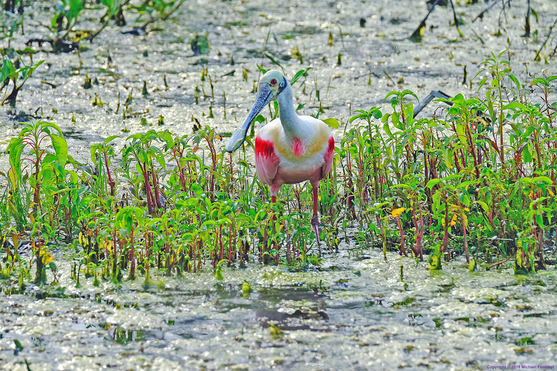 [Roseate Spoonbill - Front Colors]