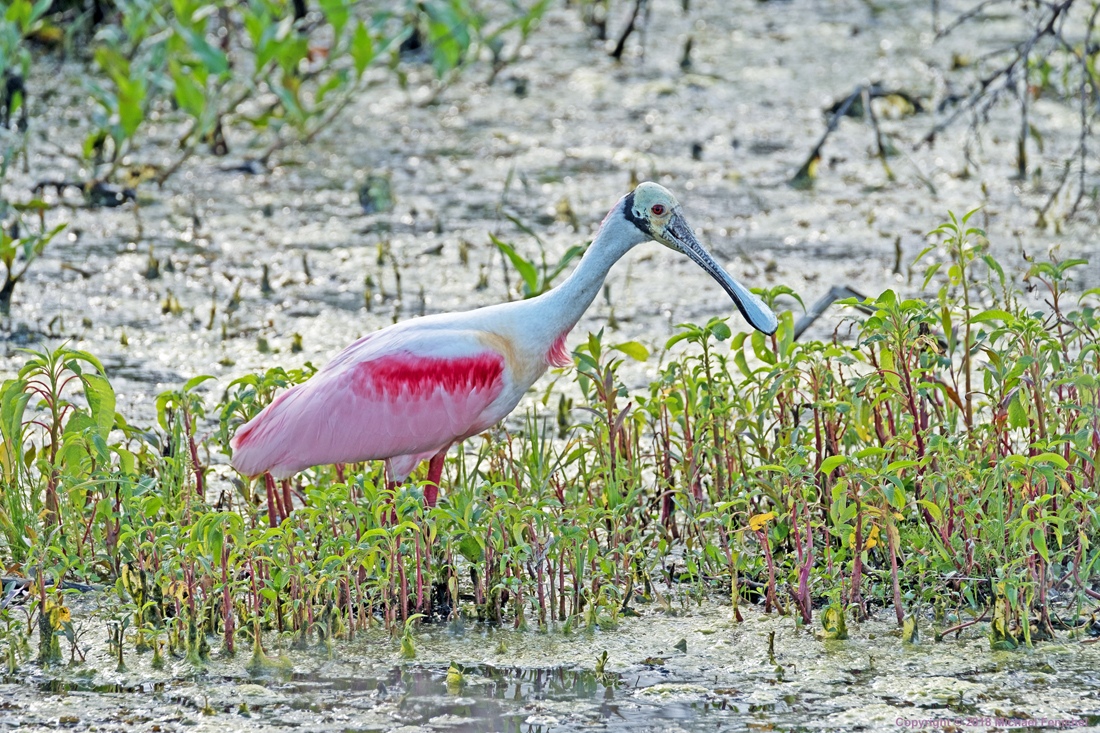 [Roseate Spoonbill - Front Colors]