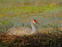 [Sandhill Crane