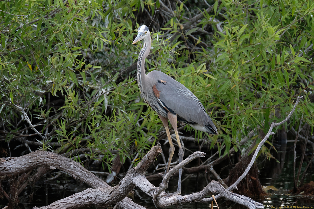 [Tricolored Heron]