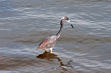 [Tricolor Heron]