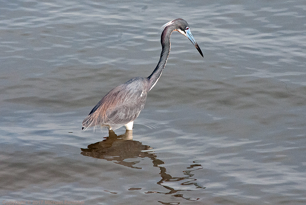 [Tricolored Heron]