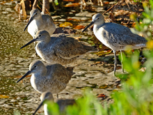 [Willets]