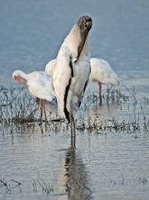 [Wood Stork]