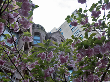 [Spring Blossoms]