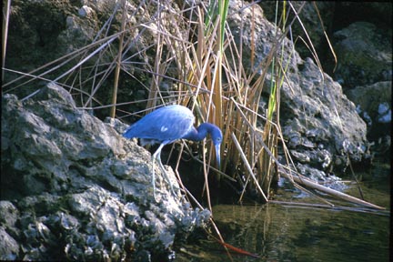 [Blue Bird on Rocks]