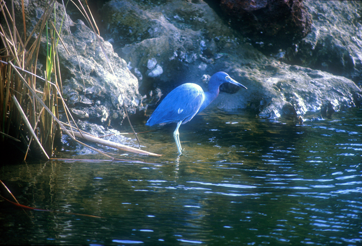 [Large Blue Heron]