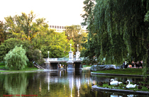 [Boston Public Gardens]