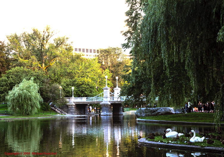 [Boston Public Gardens]