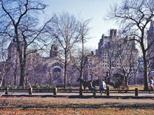 [Central Park Buggy]