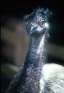 [Emu]