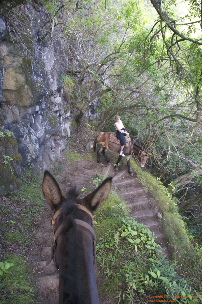 [Kalaupapa Trail by Mule]