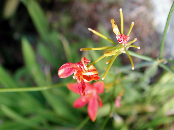 [Flower near Van Wezel - Macro]