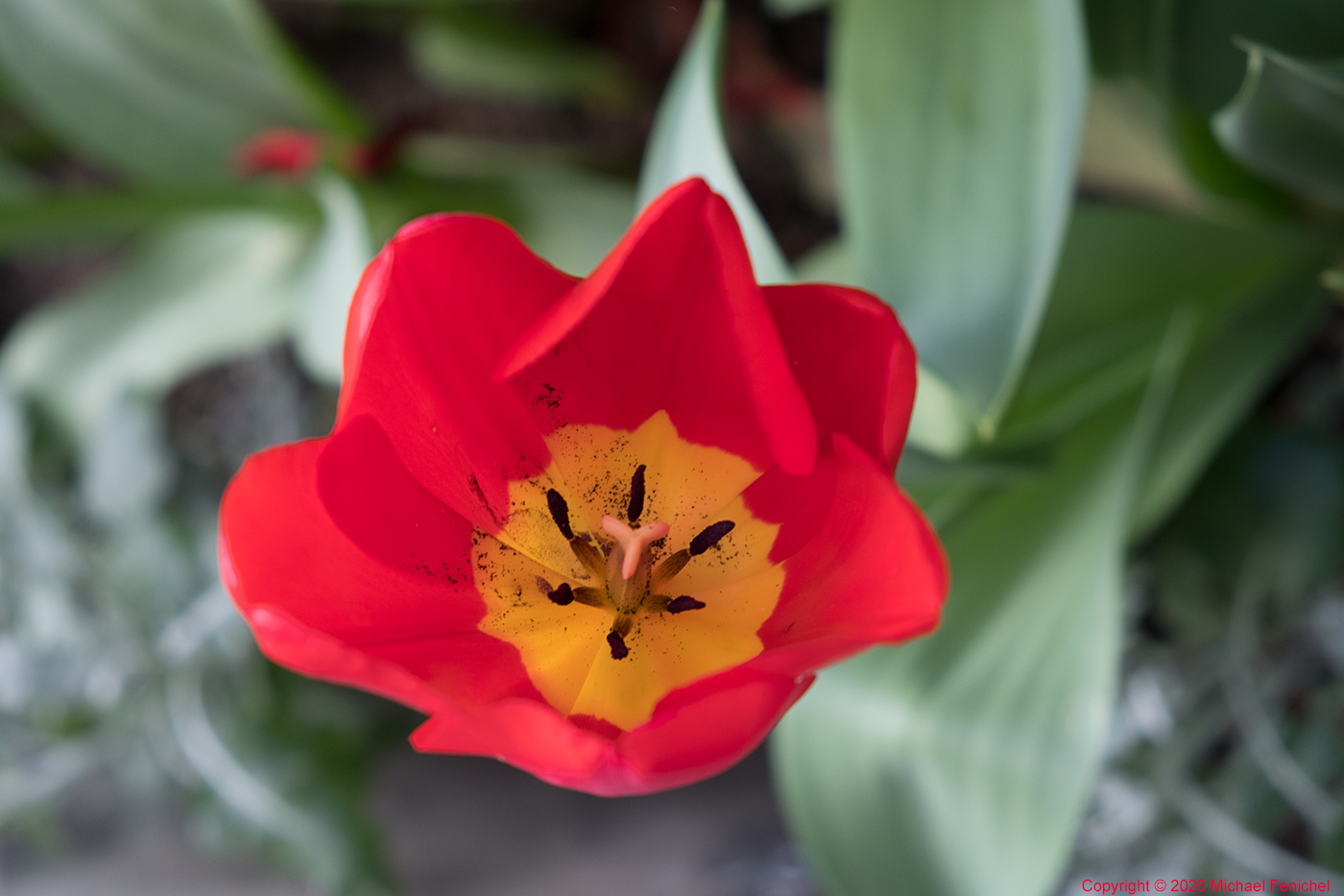 [Red-Yellow Tulip]