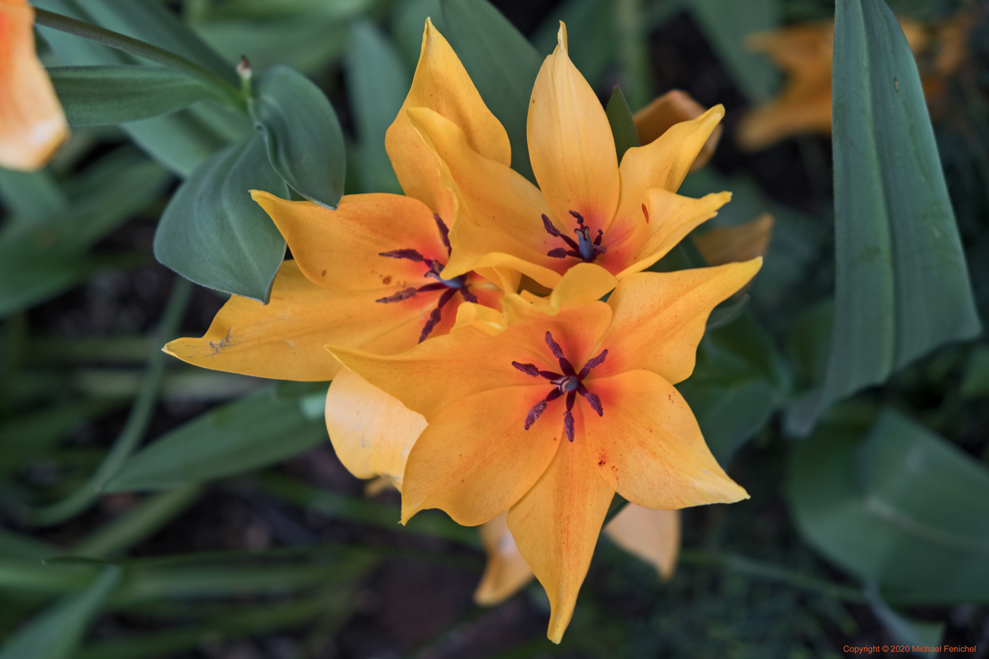 [Yellow-Orange Tulip]