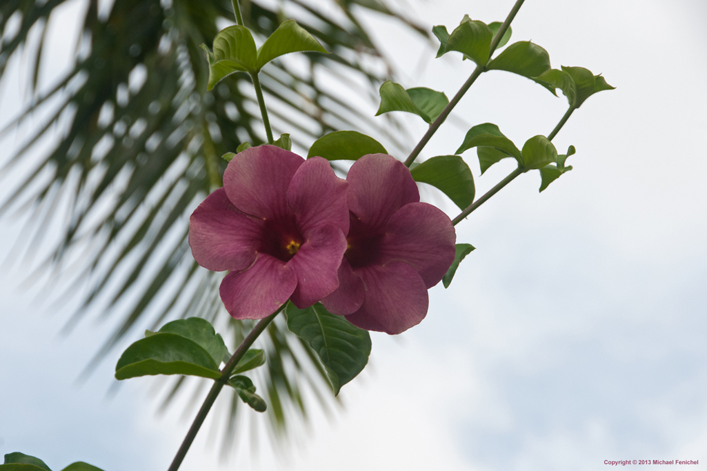 [Pink Hibiscus]