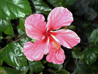 [Pink Hibiscus]