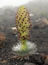 [Haleakala Silversword]