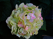 [Hydrangea]