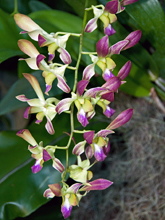 [Purple, Dendrobium Orchid]