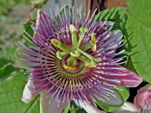 [Passion Flower]