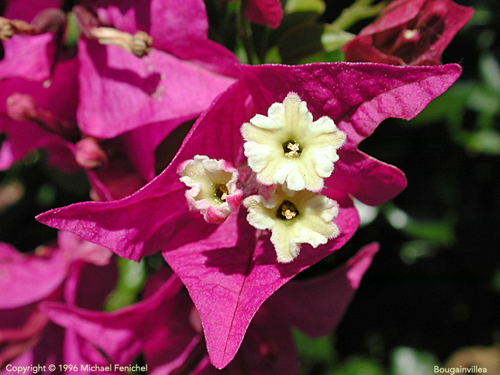 [Bougainvillea - Macro]