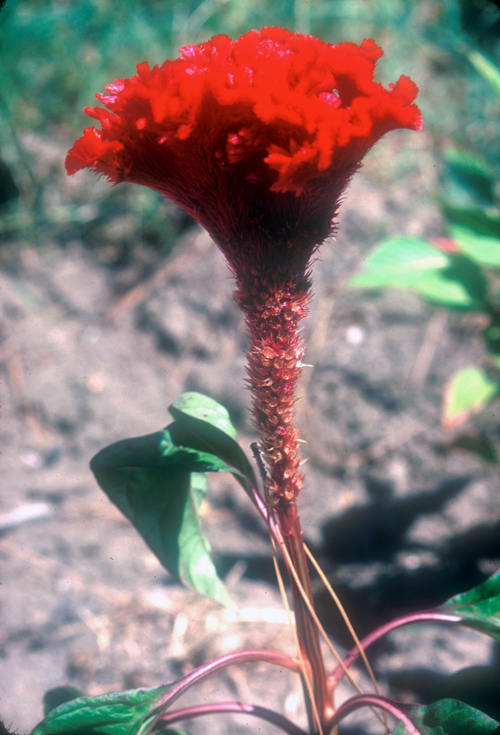 [Red Flower]