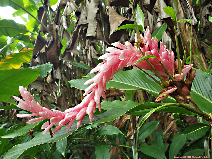 Mystery Flower