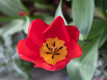 [Red Tulip]