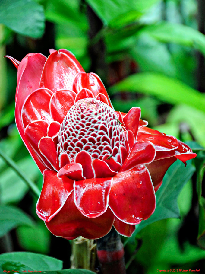 [Awapuhi-ko'oko'o - Torch Ginger]