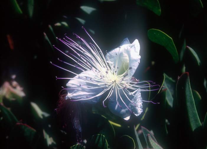 [White Flower]