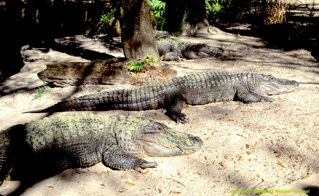 [Florida Alligators - Velvia Film - Diapositive]