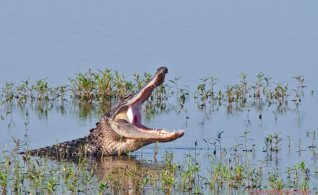 Gator singing