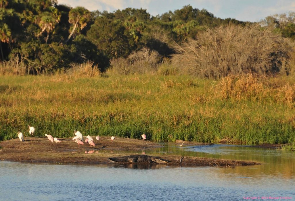 [Florida Alligators and Roseate Spoonbills - Digital]