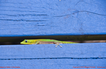 [Madagascar Day Gekko]